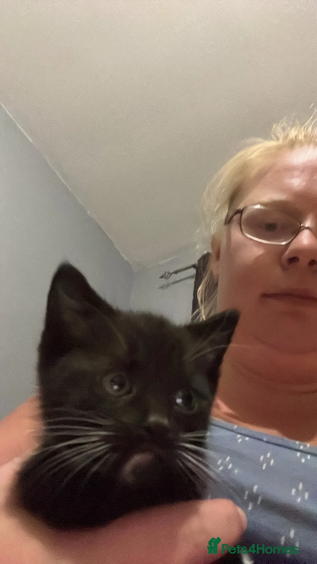 British Shorthair cats for sale: 2 black and white kittens  - Advert 3