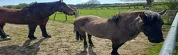 Dartmoor horses for sale: Gorg Dartmoor Fell mare 3 1/2 yrs in Wrexham - Advert 6