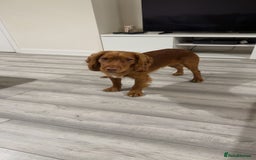 Cocker Spaniel dogs for stud: Beautiful unproven working cocker for stud  - Image 3