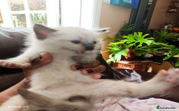 Mixed Breed cats for sale: Ragdoll Bengal mix kittens available for sale - Image 6
