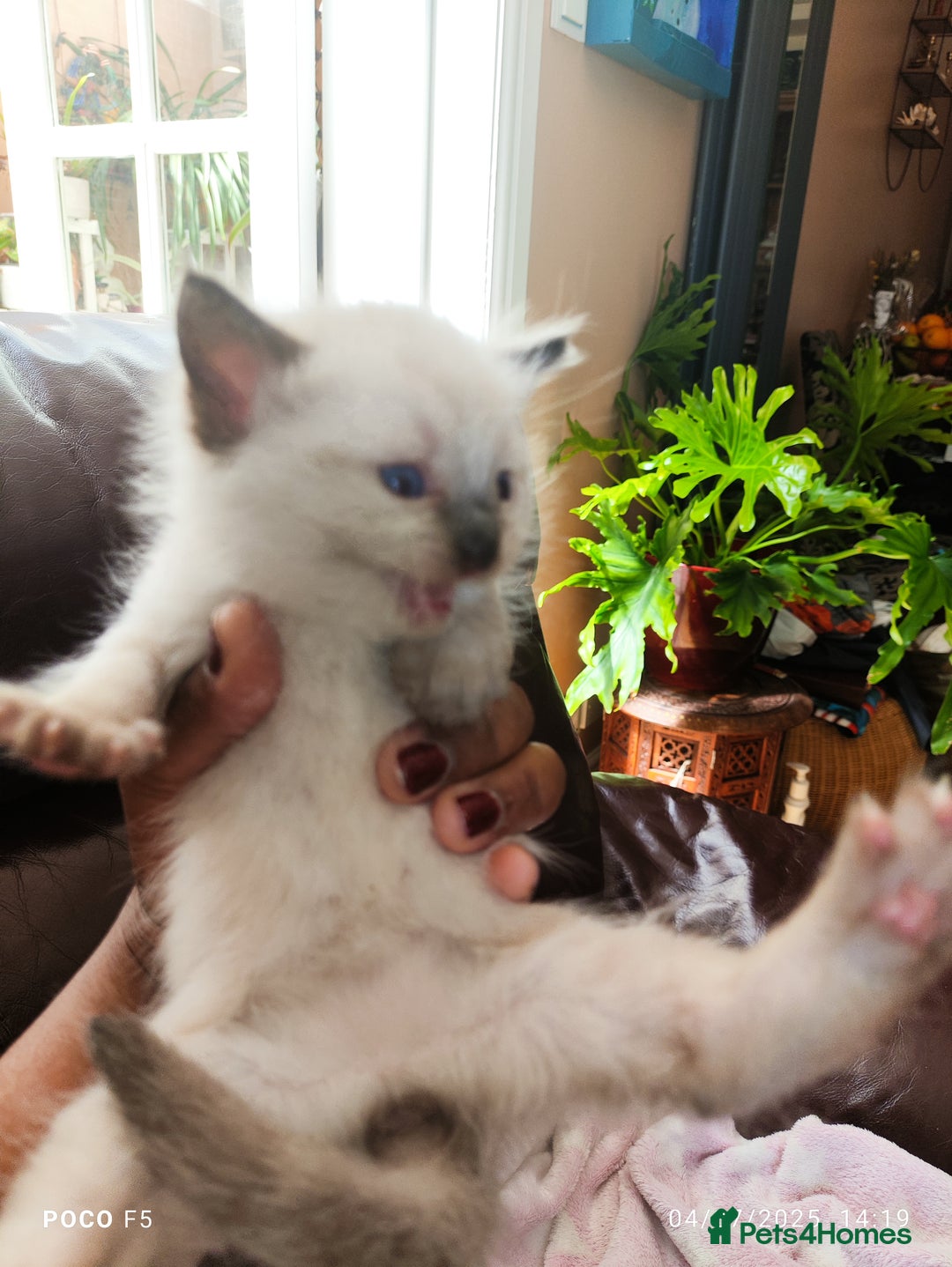 Mixed Breed cats for sale: Ragdoll Bengal mix kittens available for sale - Image 6