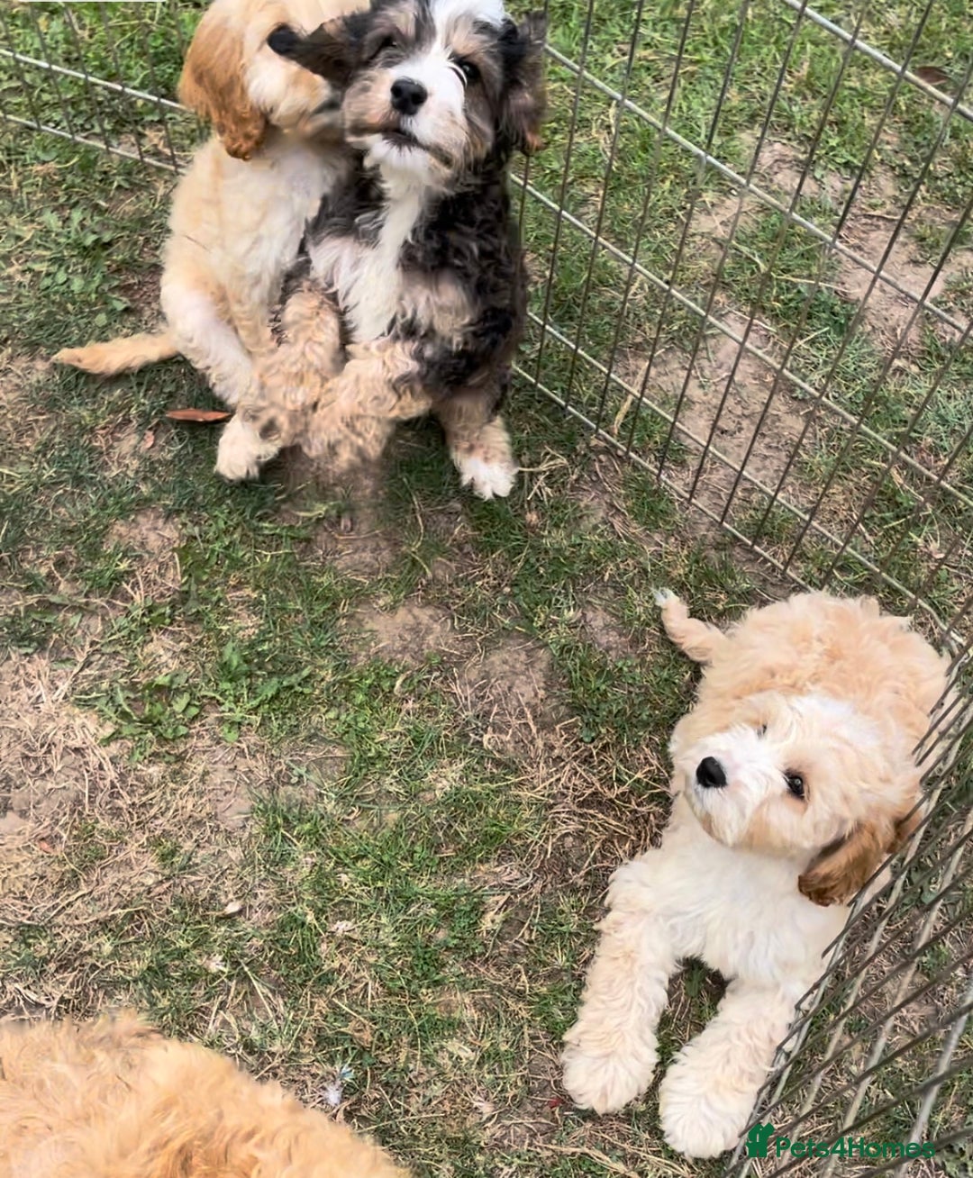 Cockapoo dogs for sale: Quality cockapoo pups  - Image 13