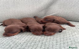 Miniature Dachshund dogs for sale: Miniature dachshunds ( chocolate & tan )  - Image 5