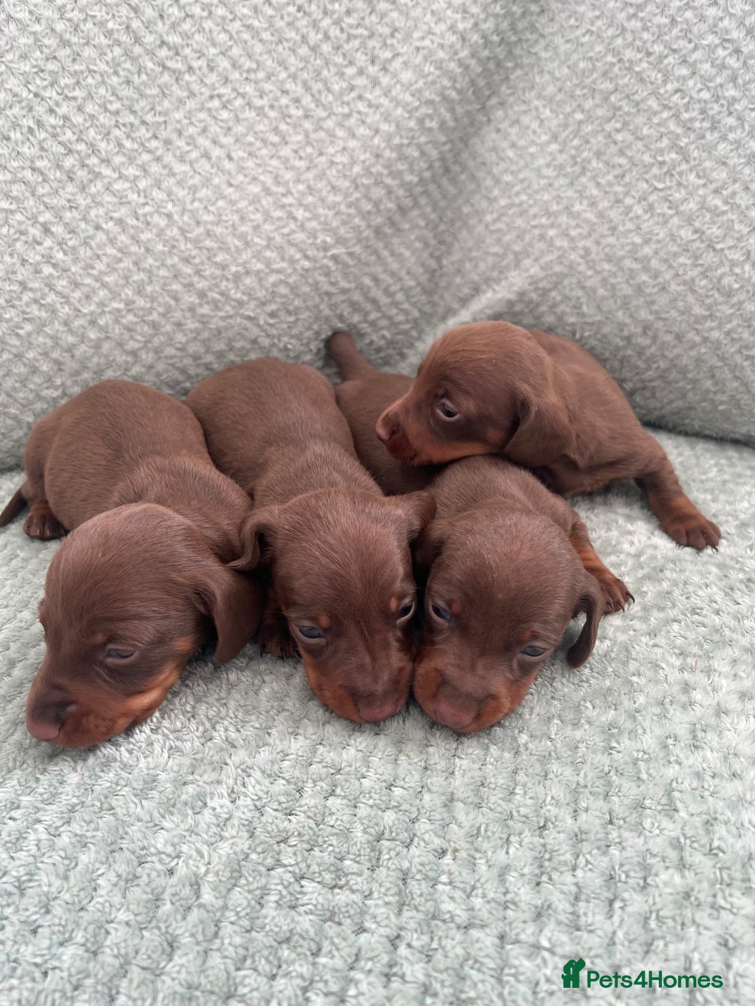 Miniature Dachshund dogs for sale: Miniature dachshunds ( chocolate & tan )  - Image 5