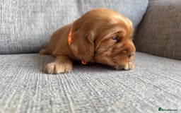 Cocker Spaniel dogs for sale: Beautiful cocker spaniel puppies  - Image 11