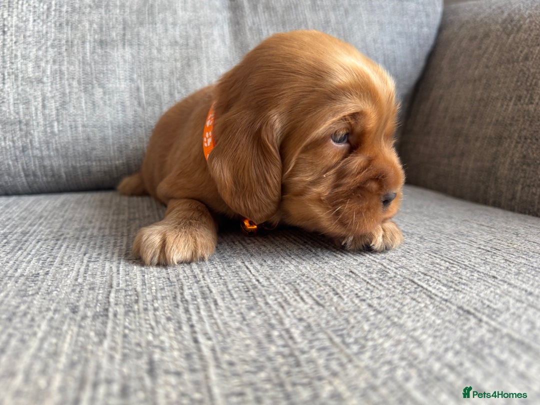 Cocker Spaniel dogs for sale: Beautiful cocker spaniel puppies  - Image 11