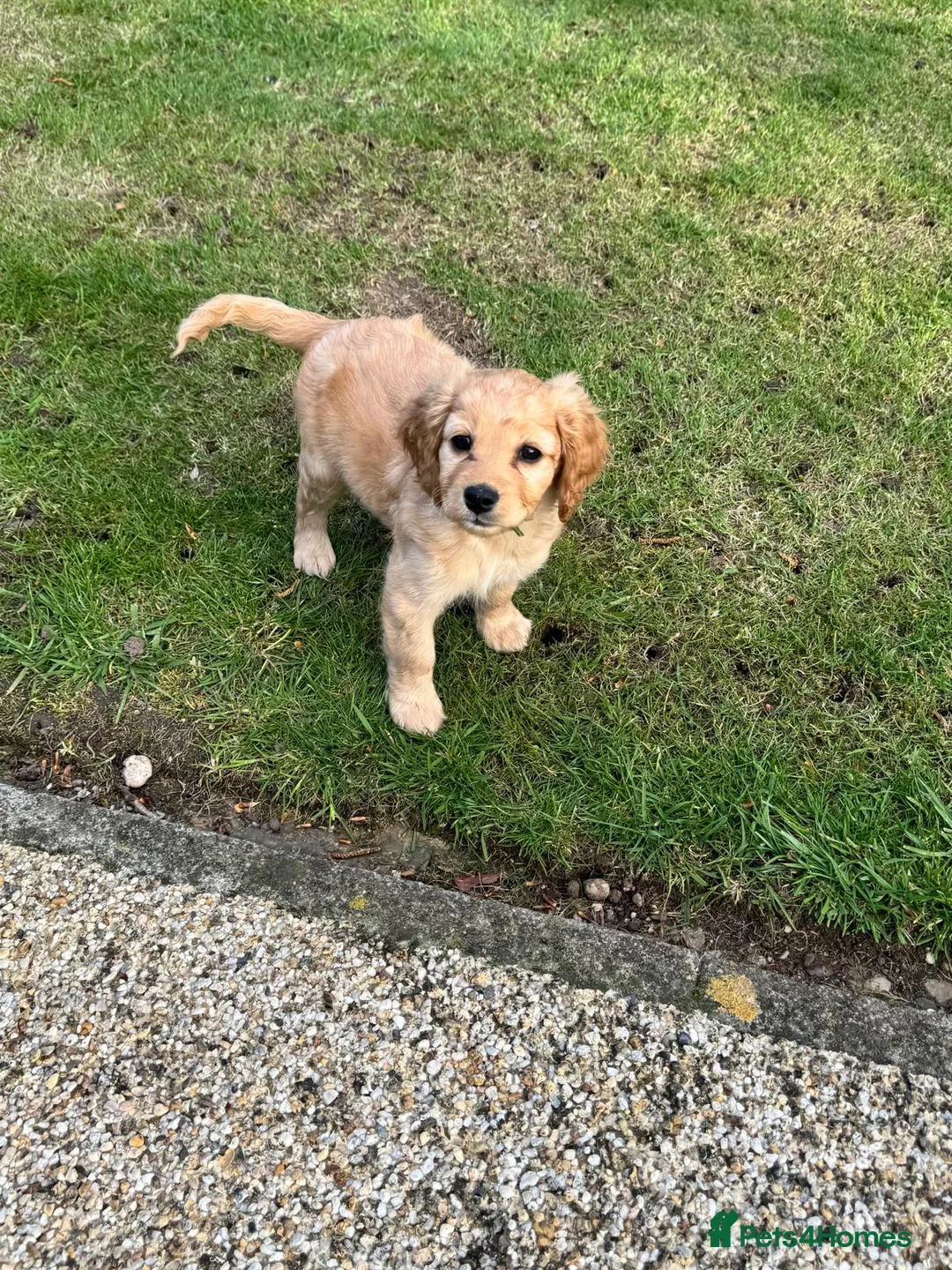 Mixed Breed dogs for sale: Last Remaining Girl - Very Cute! in Sutton Coldfield - Advert 1