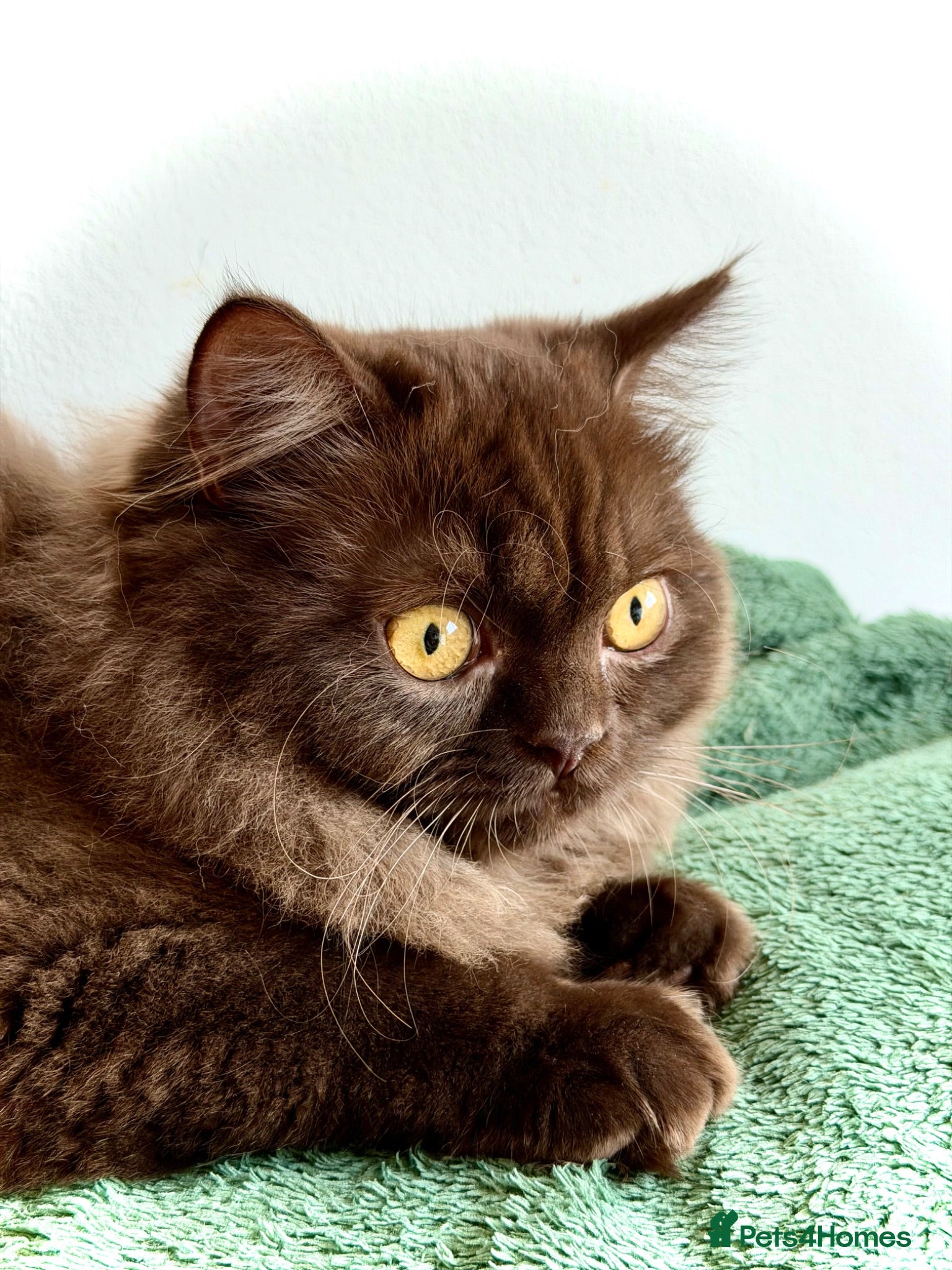 British Longhair cats Chocolate BLH boys TICA registration  - Advert 4