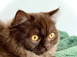 British Longhair cats Chocolate BLH boys TICA registration - Advert 4