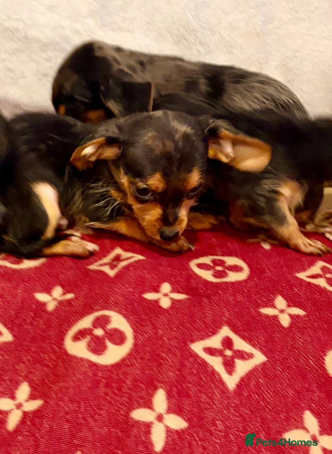 Dachshund dogs for sale: Dachshund  - Advert 7