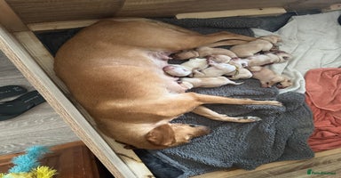 Labrador Retriever dogs Big Chunky Labrador pups ready 26th November  - Advert 14