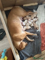 Labrador Retriever dogs Big Chunky Labrador pups ready 26th November - Advert 9