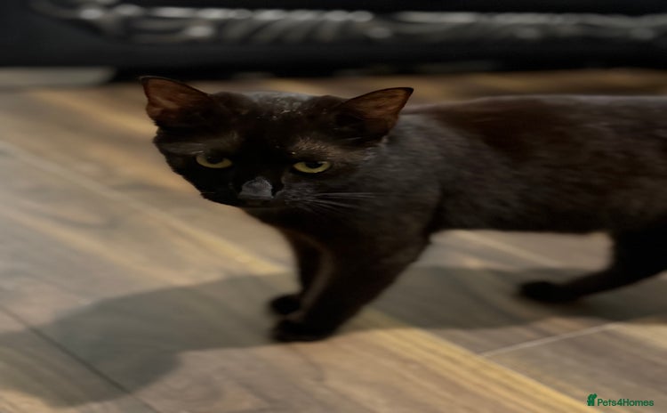 Mixed Breed cats - Advert 2