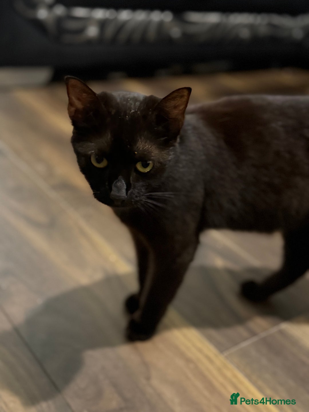 Mixed Breed cats for sale: Black 1 year old female Cat - Image 1