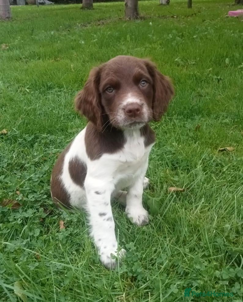 Mixed Breed dogs Rare English Springer X Brittany Spaniels  - Advert 1