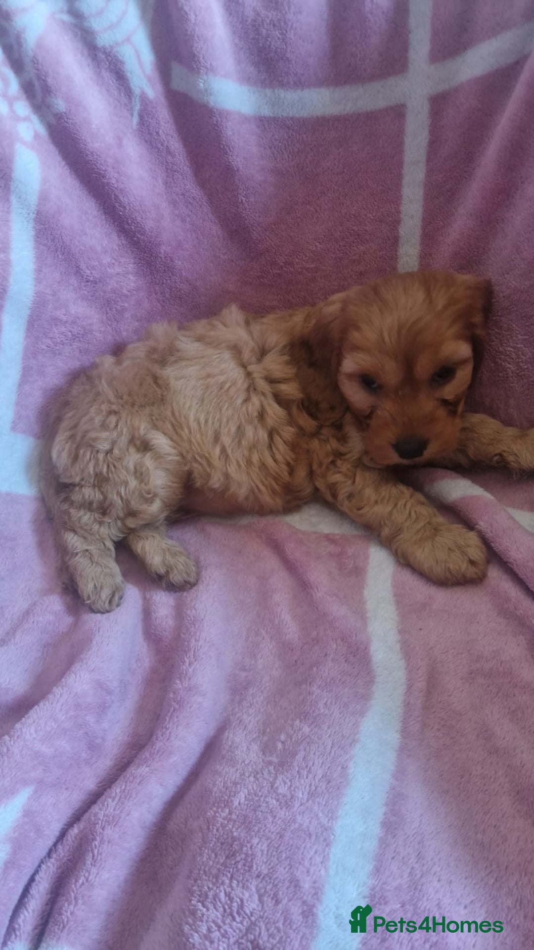 Cavapoo dogs for sale: Cavapoo puppies - Image 8