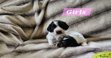 Cocker Spaniel dogs - Advert 5