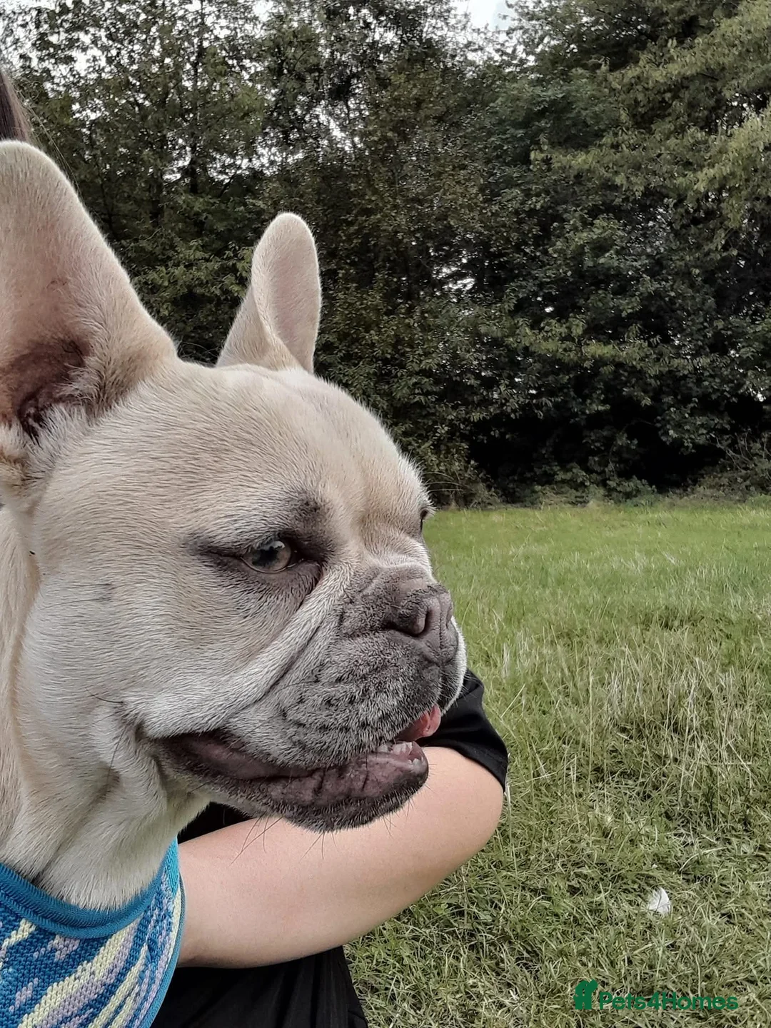 French Bulldog dogs for sale: 4 year old female French bulldog  - Advert 5