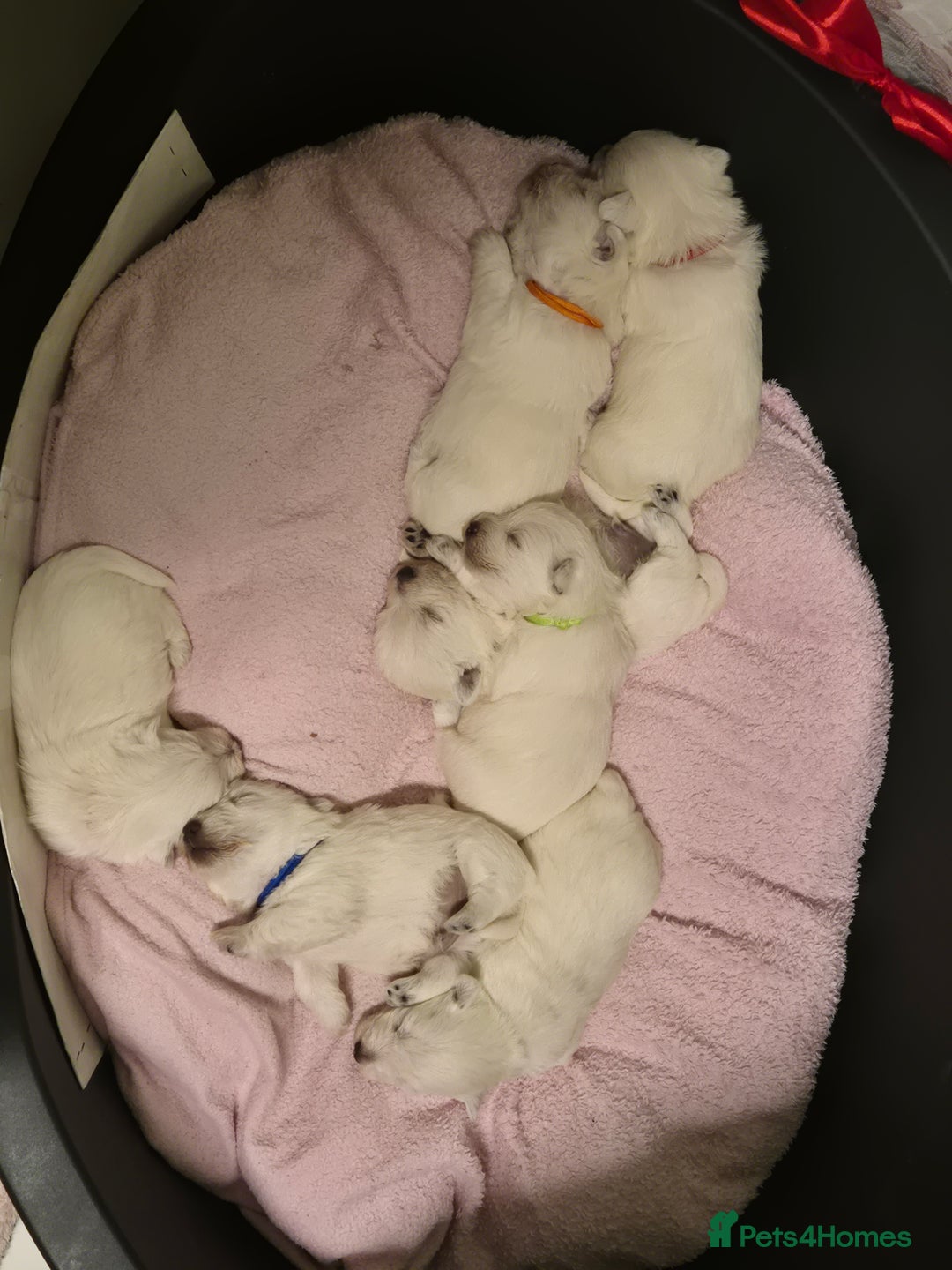 West Highland Terrier dogs for sale: Westhighland Terrier - Advert 2