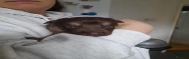German Shepherd Puppy 2