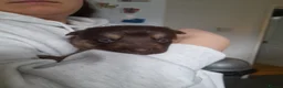 German Shepherd dogs for sale: 11 beautiful German Shepard  in Ebbw Vale - Advert 18
