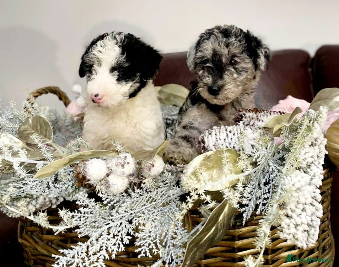 Mixed Breed dogs for sale: STUNNING FOODLE PUPPIES - Advert 6