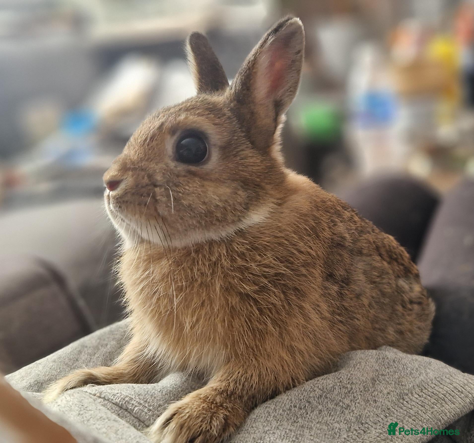 Netherland Dwarf rabbits Cute, Friendly, Young Female Netherland Dwarf  - Advert 1