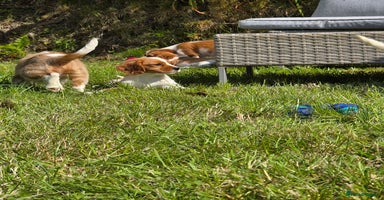 Cavalier King Charles Spaniel dogs - Advert 1