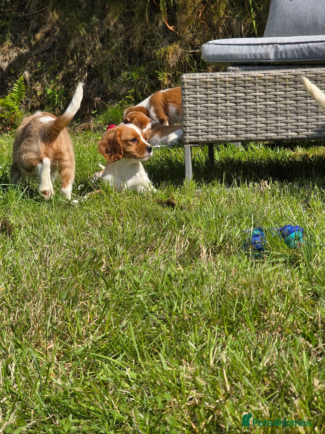 Cavalier King Charles Spaniel dogs for sale: Cavalier King Charles Puppies  - Image 3