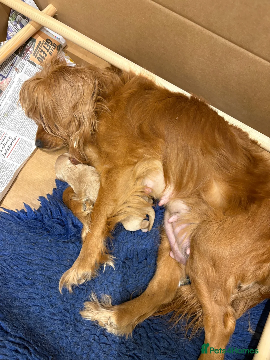 Cavapoo dogs for sale: Beautiful Cavapoo  - Advert 8