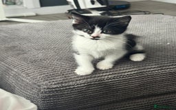 Mixed Breed cats for sale: 2 lovely female kittens  - Image 6