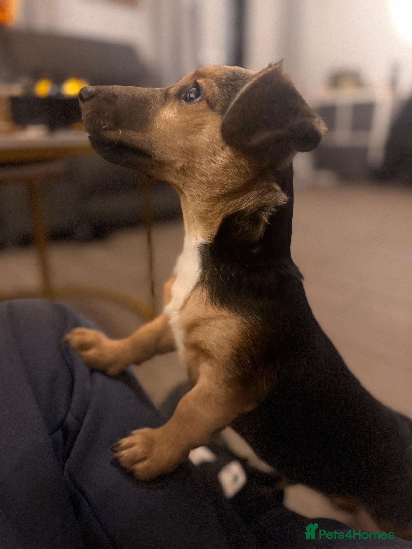Jack Russell dogs Wenlock Jack Russell miniature  - Advert 11