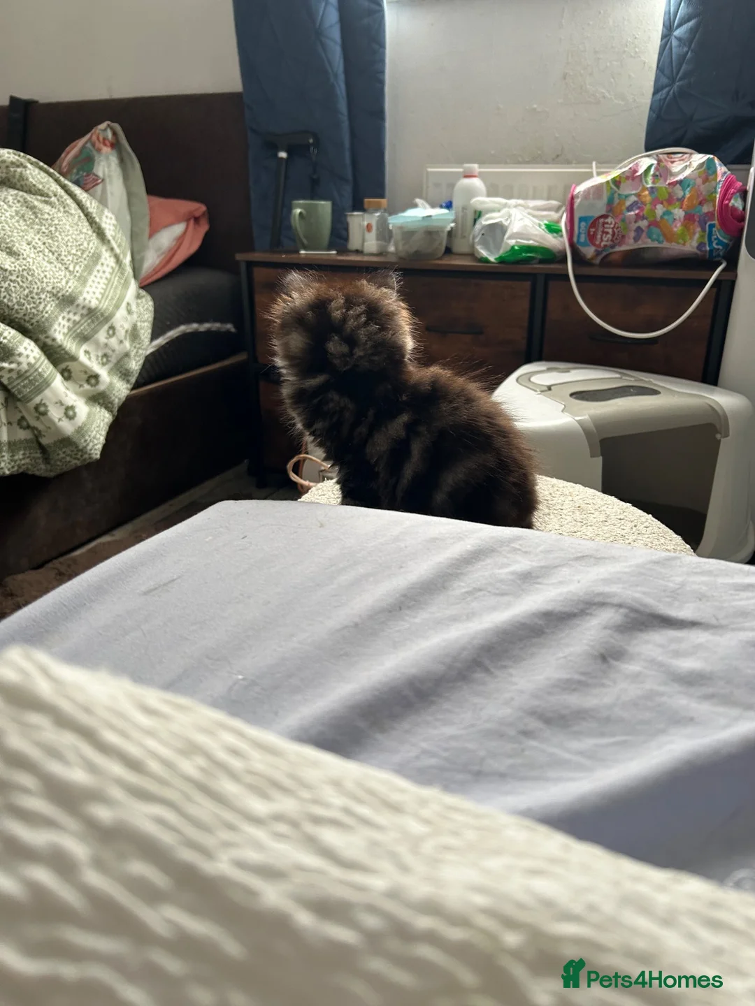 Mixed Breed cats for sale: 3 little kittens are ready now  - Advert 10