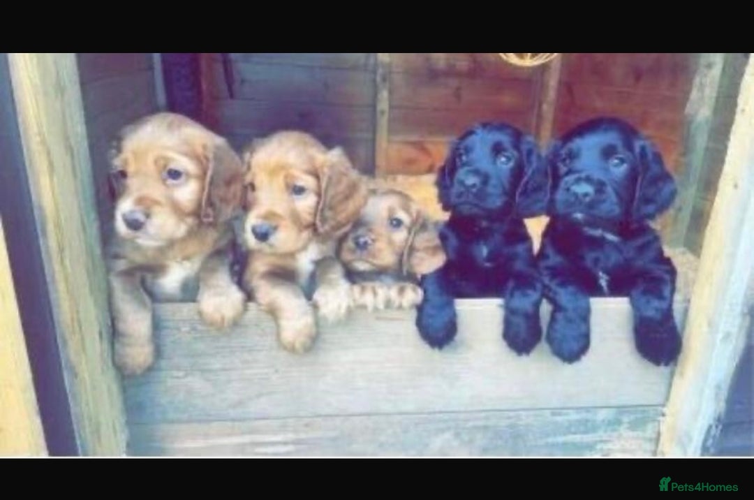 Sprocker dogs for sale: Stunning Sprocker Spaniels - Image 1