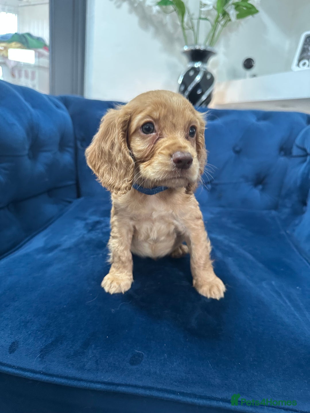Cocker Spaniel dogs for sale: Beautiful litter of cocker spaniel pups 4 left  - Image 20