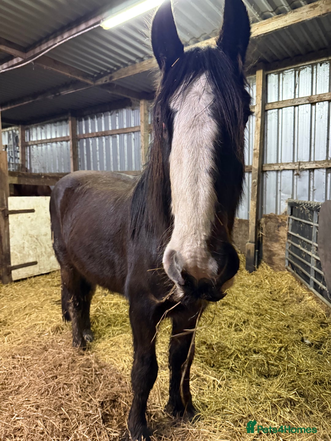 Shire horses for sale: Shire for sale gelding  - Advert 3