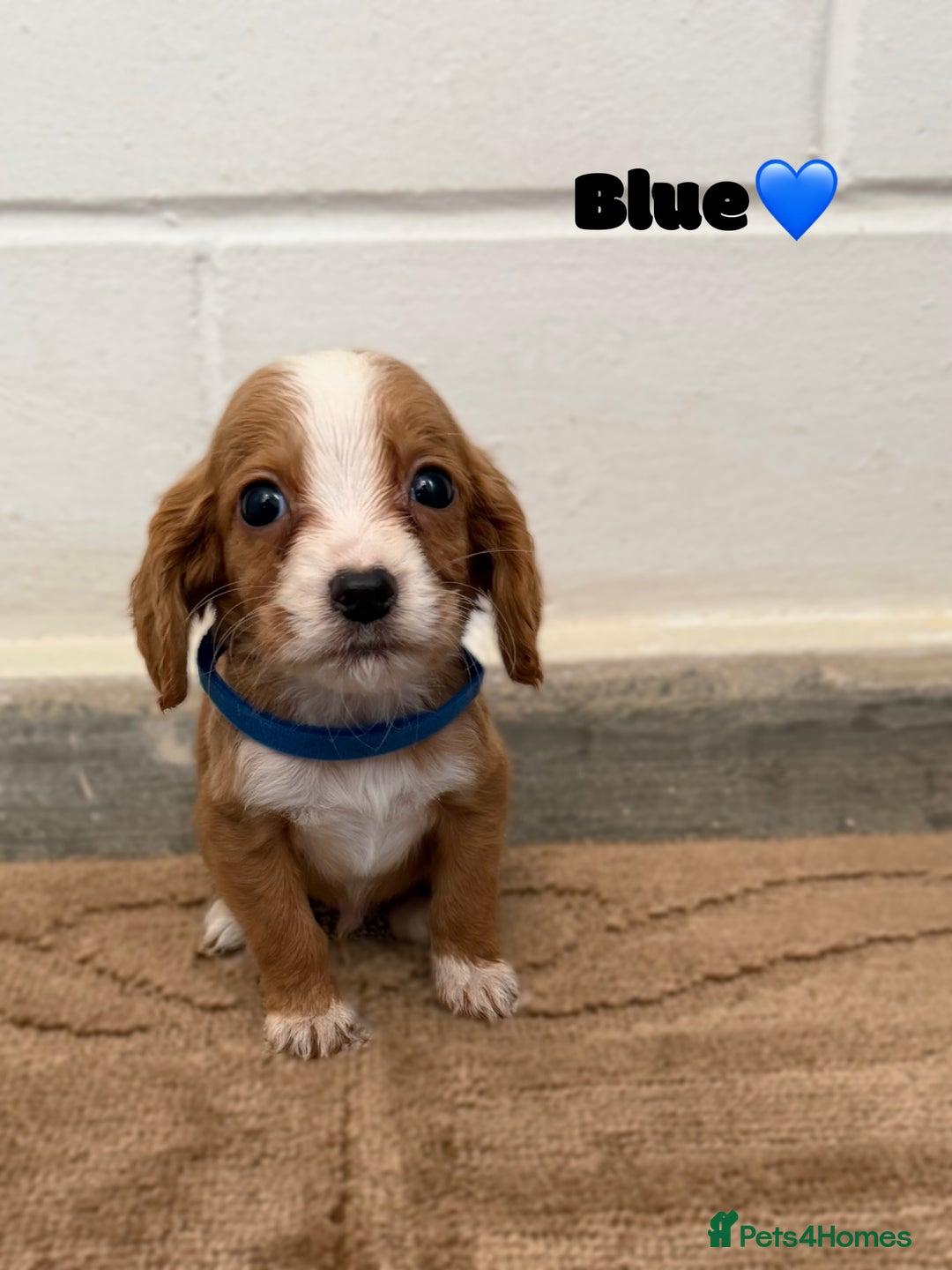 Cocker Spaniel dogs for sale: Beautiful cocker spaniel pups for sale! - Advert 2