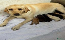 Labrador Retriever dogs for sale: Labrador Puppies Ready for Their Forever Homes🐶💛 - Image 2