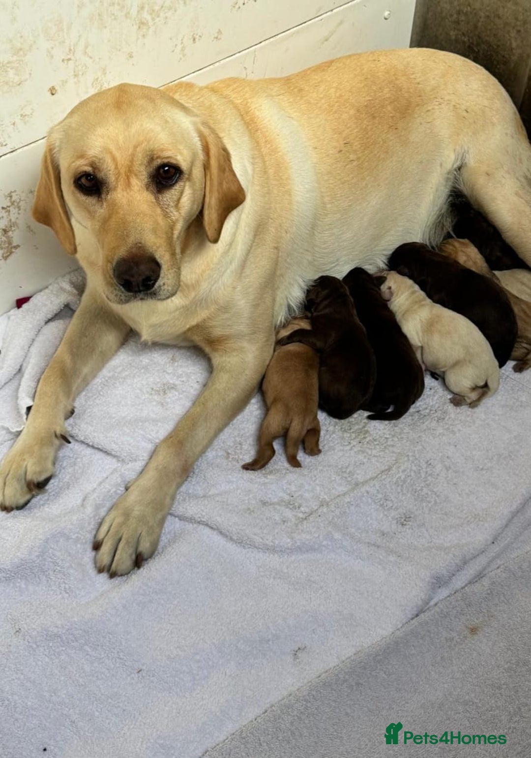 Labrador Retriever dogs for sale: Labrador Puppies Ready for Their Forever Homes🐶💛 - Image 2