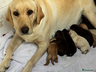 Labrador Retriever dogs - Advert 1