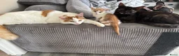 Turkish Van cats for sale: Stunning Turkish van mix READY NOW - Advert 13