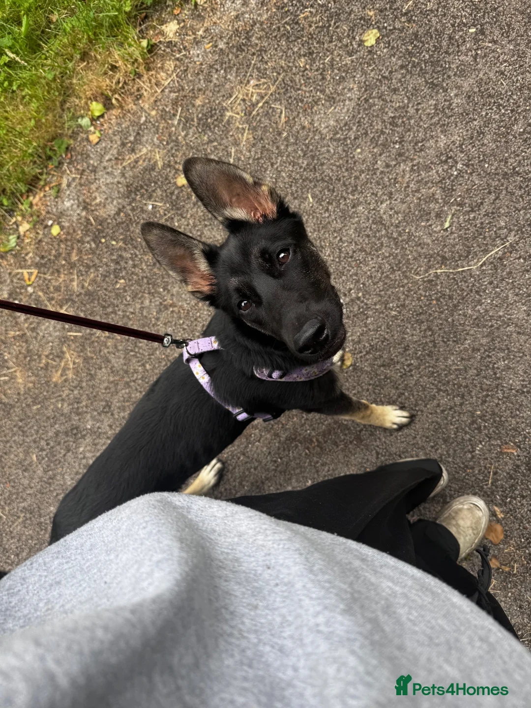 Mixed Breed dogs for sale: 9 month old GSD x Belgian Malinois  in Wigan - Advert 5