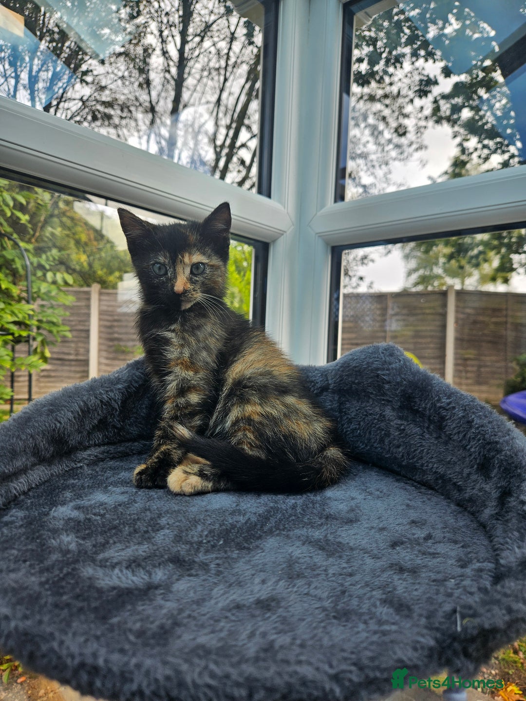 European cats for sale: Lovely 2 sisters kittens ready to find a new home. - Image 2