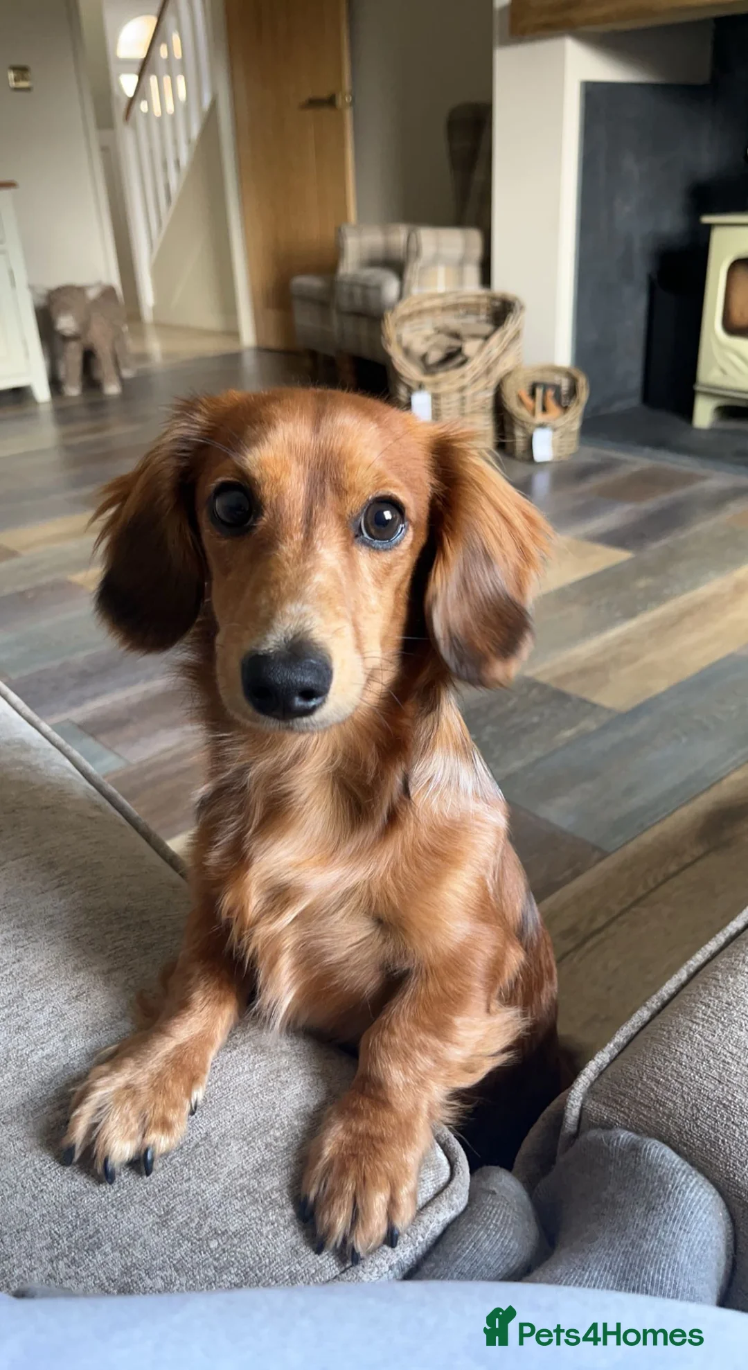 Miniature Dachshund dogs for stud: Miniature Long Haired Dachshund - Advert 1