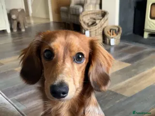 Miniature Dachshund dogs Miniature Long Haired Dachshund - Advert 1