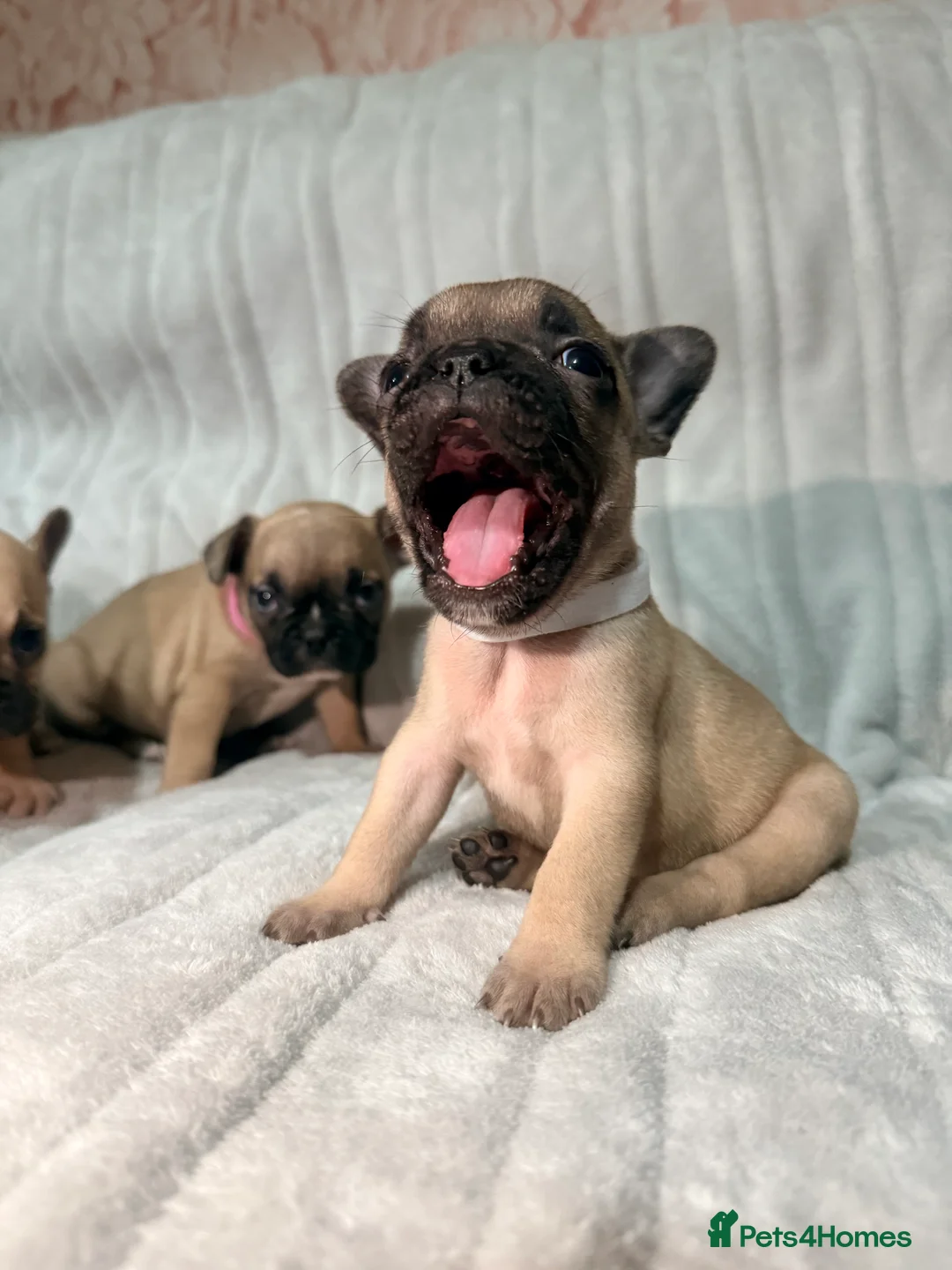French Bulldog dogs for sale: Pedigree Mum Frenchy Pups-Gorgeous  ! - Advert 28