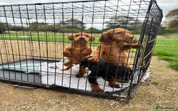 Cocker Spaniel dogs for sale: Working cocker spaniel - champion bloodlines  - Image 25