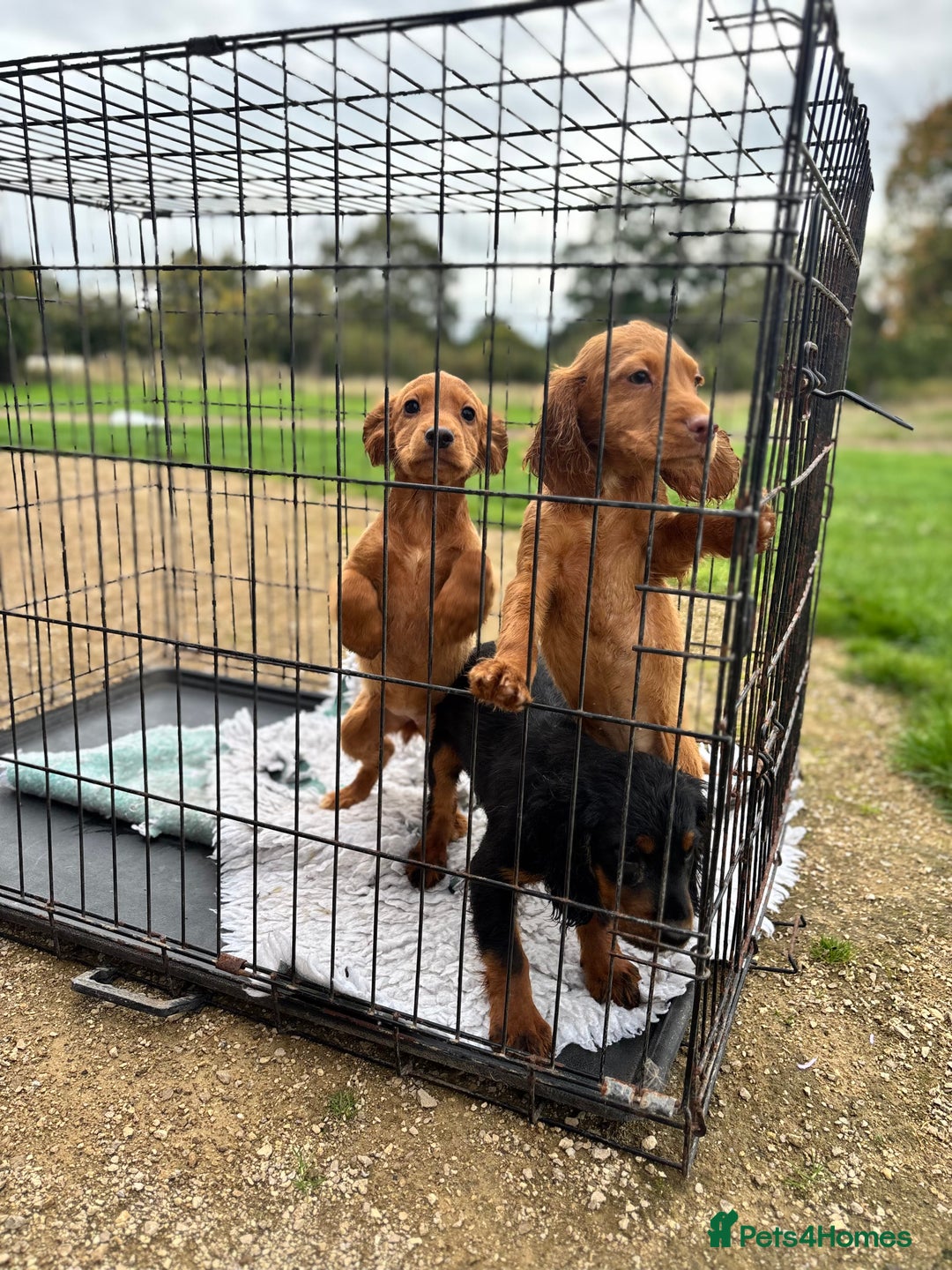 Cocker Spaniel dogs for sale: Working cocker spaniel - champion bloodlines  - Image 25