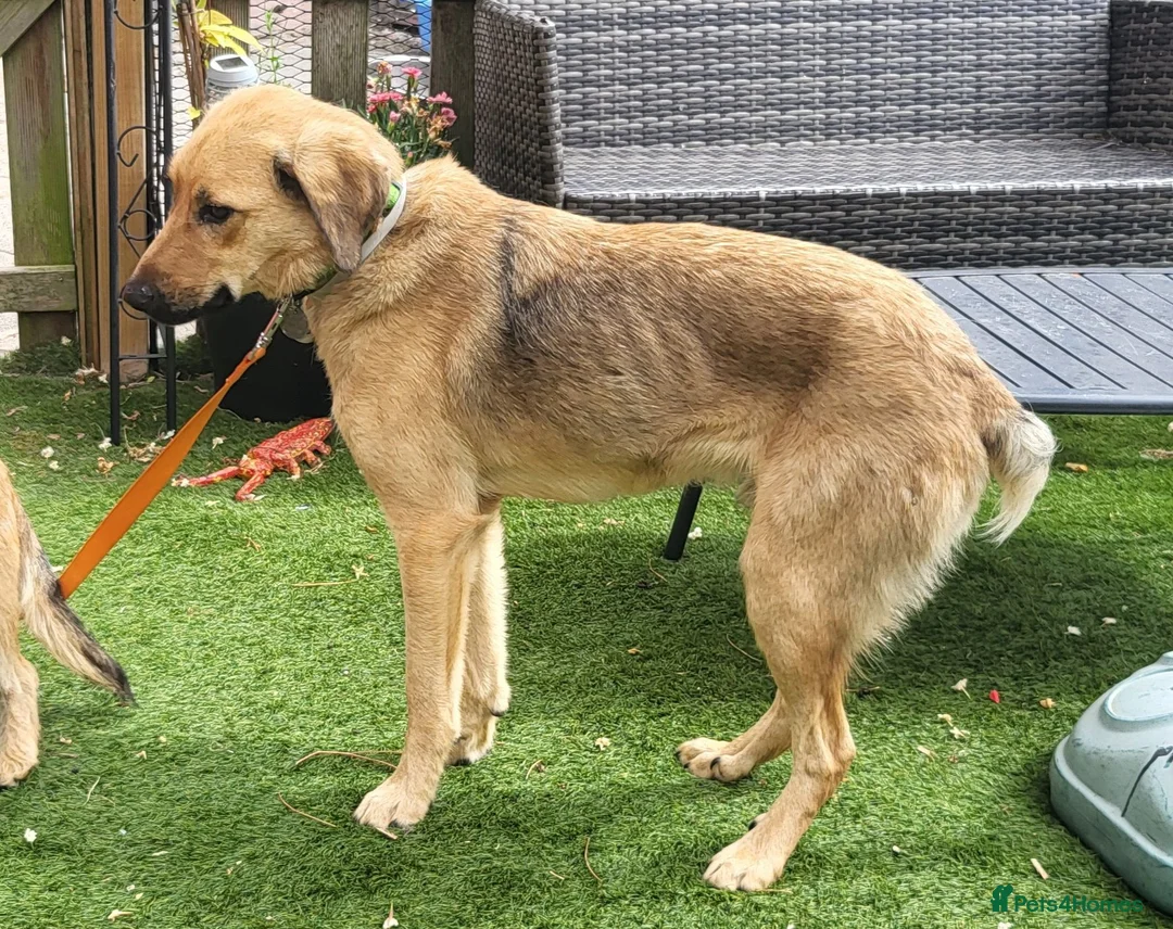 Mixed Breed dogs for adoption: SKY  ( 20 months) - Advert 23