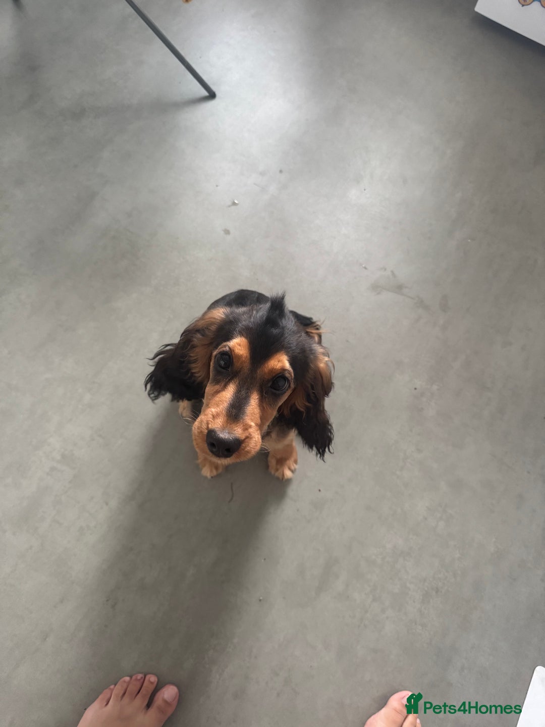 Cocker Spaniel dogs for sale: Cocker spaniel puppy  - Image 4